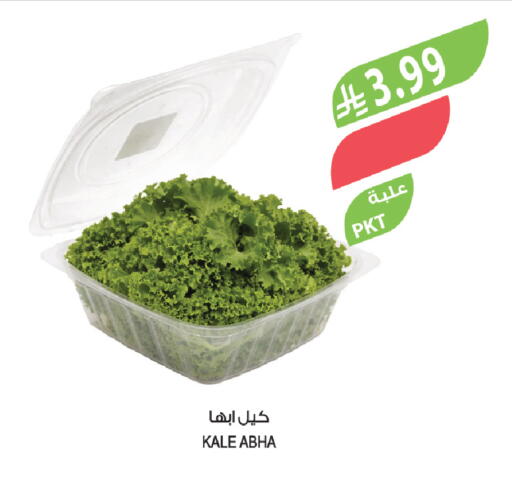 Kale available at المزرعة in مملكة العربية السعودية, السعودية, سعودية - الباحة