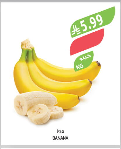 Banana available at المزرعة in مملكة العربية السعودية, السعودية, سعودية - الجبيل‎
