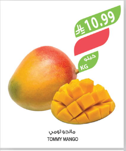 Mango available at المزرعة in مملكة العربية السعودية, السعودية, سعودية - عرعر