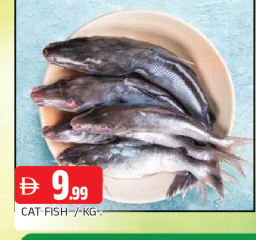 available at المدينة in الإمارات العربية المتحدة , الامارات - الشارقة / عجمان