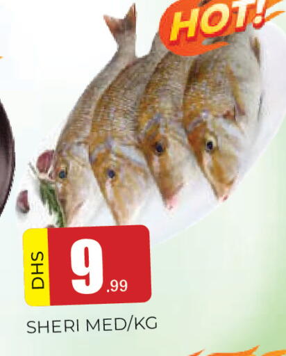 available at المدينة in الإمارات العربية المتحدة , الامارات - الشارقة / عجمان