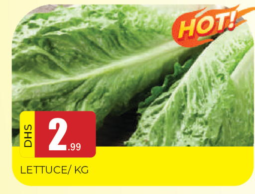Lettuce available at المدينة in الإمارات العربية المتحدة , الامارات - الشارقة / عجمان