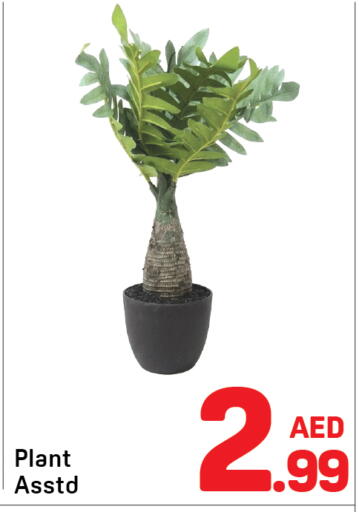 available at Day to Day Department Store in UAE - Sharjah / Ajman