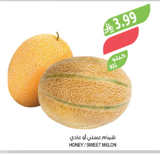 Melon available at المزرعة in مملكة العربية السعودية, السعودية, سعودية - الخرج