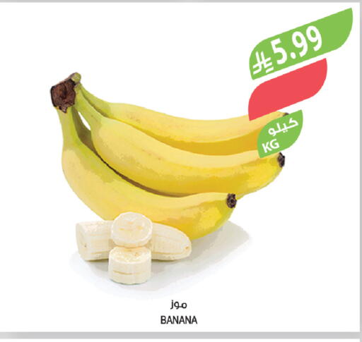 Banana available at المزرعة in مملكة العربية السعودية, السعودية, سعودية - الخرج