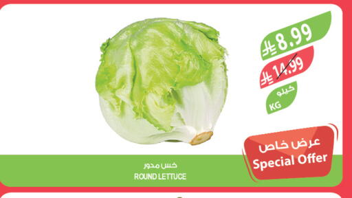 Lettuce available at المزرعة in مملكة العربية السعودية, السعودية, سعودية - سكاكا