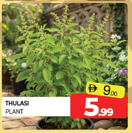 available at Al Madina  in UAE - Sharjah / Ajman