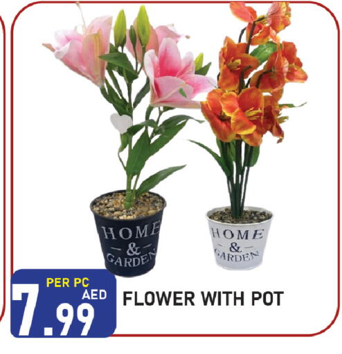 available at بلس مارت in الإمارات العربية المتحدة , الامارات - الشارقة / عجمان