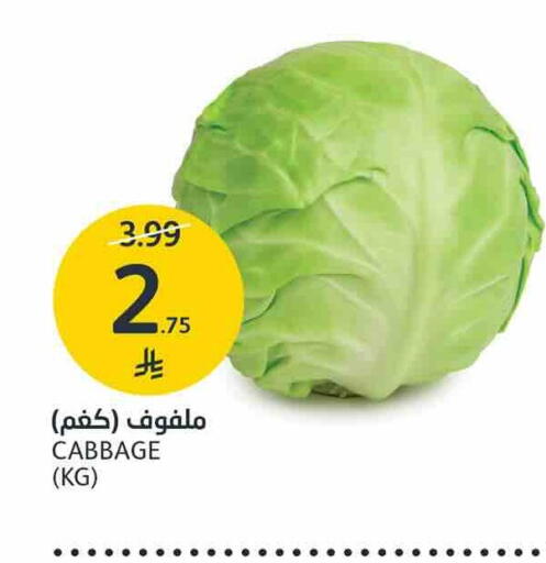 Cabbage available at AlJazera Shopping Center in KSA, Saudi Arabia, Saudi - Riyadh