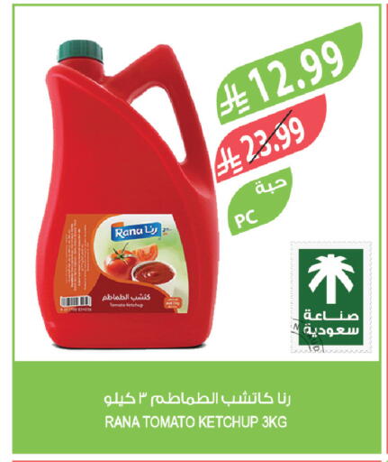 Tomato available at Farm  in KSA, Saudi Arabia, Saudi - Tabuk