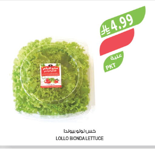 Lettuce available at المزرعة in مملكة العربية السعودية, السعودية, سعودية - تبوك