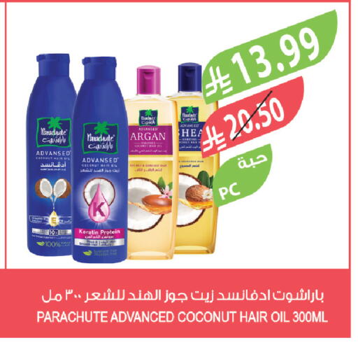 Coconut Date available at Farm  in KSA, Saudi Arabia, Saudi - Tabuk