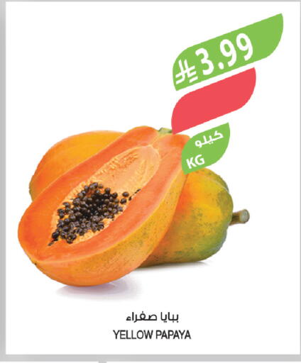 Papaya available at المزرعة in مملكة العربية السعودية, السعودية, سعودية - تبوك