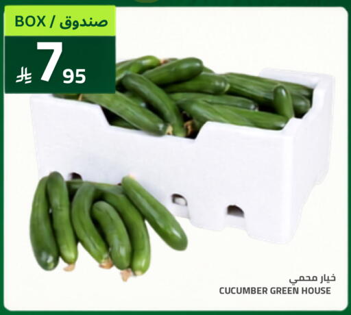 Cucumber available at Astra Markets in KSA, Saudi Arabia, Saudi - Tabuk
