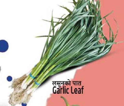 Garlic available at سفاري هايبرماركت in الإمارات العربية المتحدة , الامارات - دبي