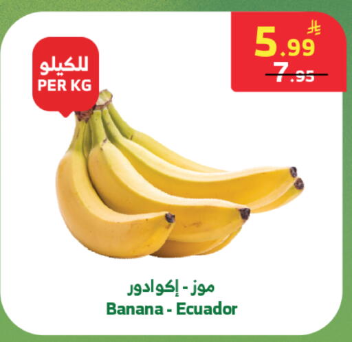 Banana from Ecuador available at الراية in مملكة العربية السعودية, السعودية, سعودية - جدة