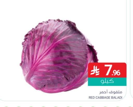 Cabbage available at Muntazah Markets in KSA, Saudi Arabia, Saudi - Dammam