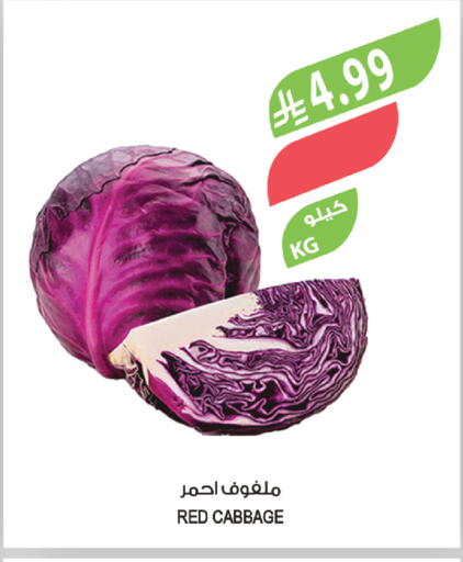 Cabbage available at المزرعة in مملكة العربية السعودية, السعودية, سعودية - أبها