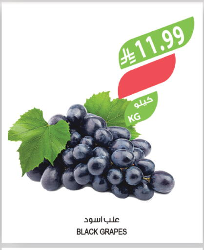 Grapes available at المزرعة in مملكة العربية السعودية, السعودية, سعودية - نجران