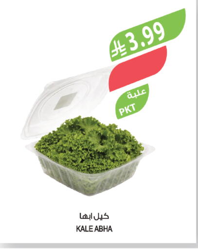 Kale available at Farm  in KSA, Saudi Arabia, Saudi - Jazan