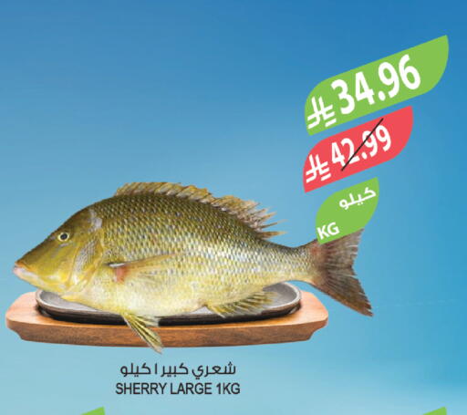 available at المزرعة in مملكة العربية السعودية, السعودية, سعودية - أبها