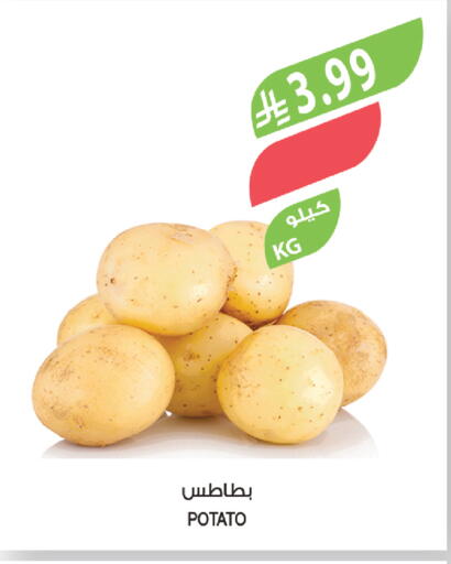 Potato available at المزرعة in مملكة العربية السعودية, السعودية, سعودية - أبها