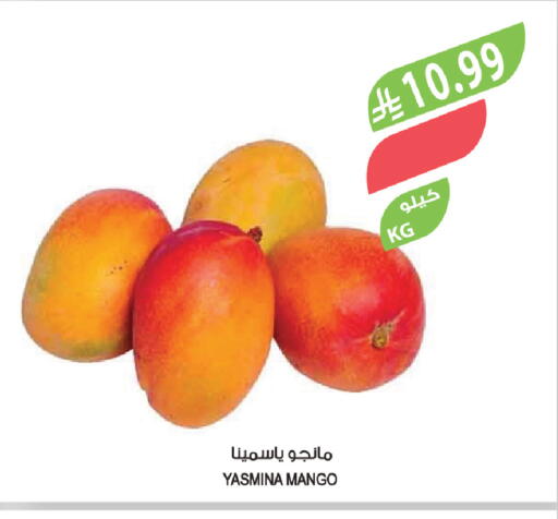 Mango available at المزرعة in مملكة العربية السعودية, السعودية, سعودية - الجبيل‎