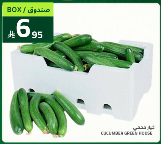 Cucumber available at أسواق أسترا in مملكة العربية السعودية, السعودية, سعودية - تبوك