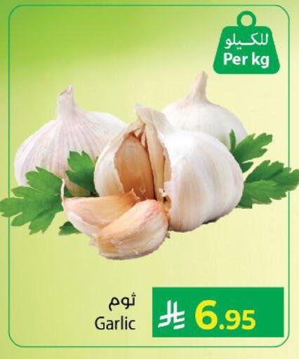 Garlic available at كبايان هايبرماركت in مملكة العربية السعودية, السعودية, سعودية - ينبع