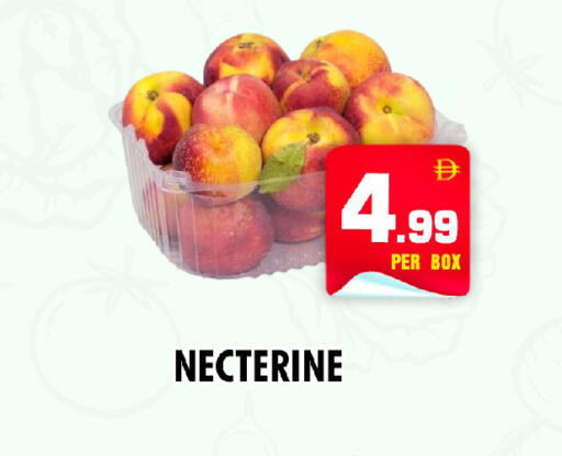 available at نايت تو نايت in الإمارات العربية المتحدة , الامارات - دبي