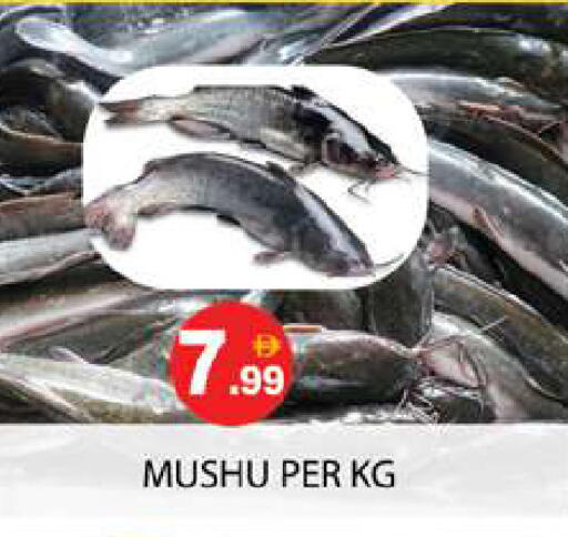 available at زين مارت سوبرماركت in الإمارات العربية المتحدة , الامارات - رَأْس ٱلْخَيْمَة