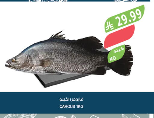 available at المزرعة in مملكة العربية السعودية, السعودية, سعودية - الأحساء‎