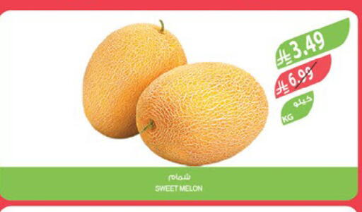 Melon available at المزرعة in مملكة العربية السعودية, السعودية, سعودية - الرياض