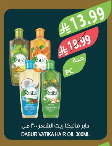 Coconut available at Farm  in KSA, Saudi Arabia, Saudi - Tabuk