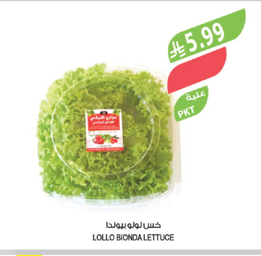 Lettuce available at المزرعة in مملكة العربية السعودية, السعودية, سعودية - تبوك