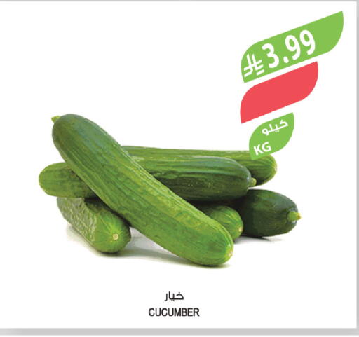 Cucumber available at المزرعة in مملكة العربية السعودية, السعودية, سعودية - تبوك