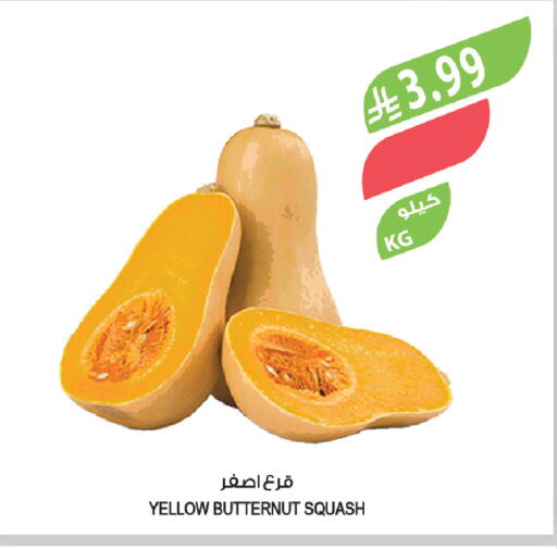 Squash available at المزرعة in مملكة العربية السعودية, السعودية, سعودية - تبوك