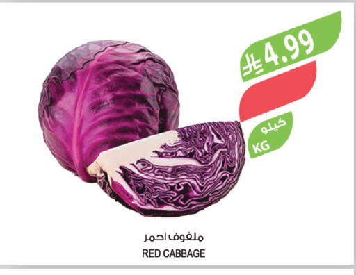 Cabbage available at Farm  in KSA, Saudi Arabia, Saudi - Riyadh