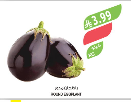 Eggplant available at Farm  in KSA, Saudi Arabia, Saudi - Riyadh