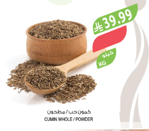 Cumin available at Farm  in KSA, Saudi Arabia, Saudi - Tabuk