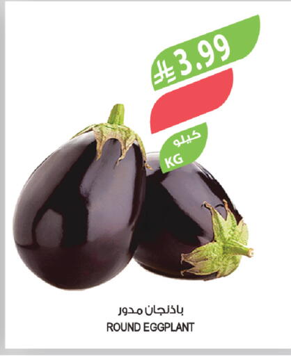 Eggplant available at المزرعة in مملكة العربية السعودية, السعودية, سعودية - تبوك