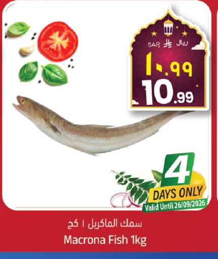 available at City Flower in KSA, Saudi Arabia, Saudi - Hail