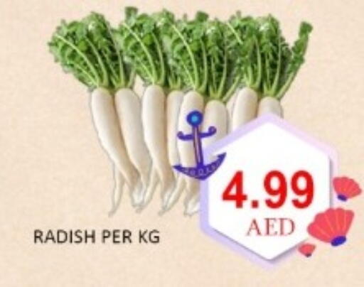 Radish available at GREEN GIFT DEPARTMENT STORE in UAE - Abu Dhabi