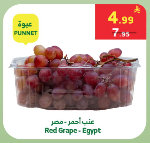 from Egypt available at Al Raya in KSA, Saudi Arabia, Saudi - Jeddah