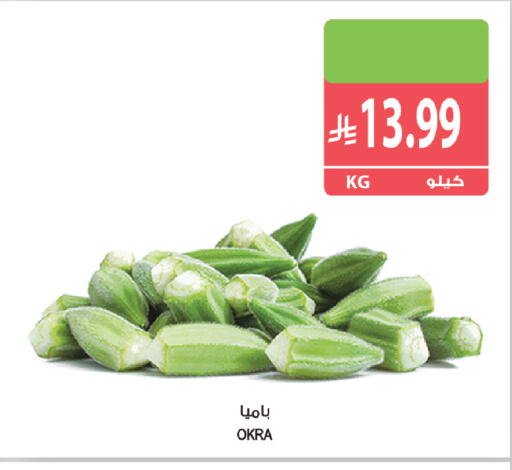 Okra available at المزرعة in مملكة العربية السعودية, السعودية, سعودية - الخرج