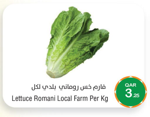 Lettuce available at ميغا مارت in قطر - الشحانية