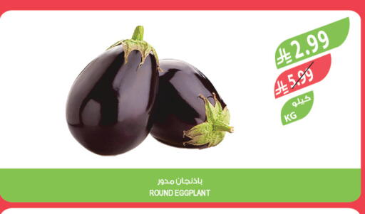 Eggplant available at المزرعة in مملكة العربية السعودية, السعودية, سعودية - تبوك