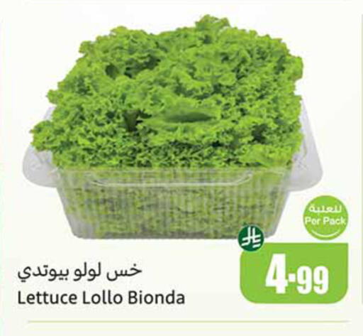 Lettuce available at أسواق عبد الله العثيم in مملكة العربية السعودية, السعودية, سعودية - المدينة المنورة