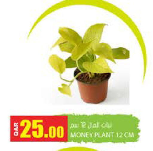 available at جراند هايبرماركت in قطر - الضعاين