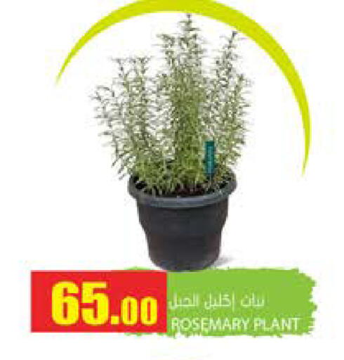 Rosemary available at جراند هايبرماركت in قطر - الضعاين
